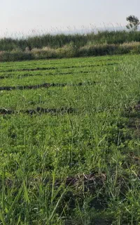 یونجه پرس