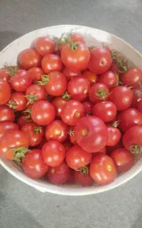 گورجه ریز محلی