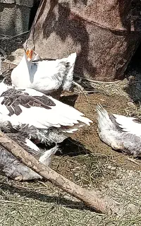 فروش غاز جهت کشتار یا نگه داری