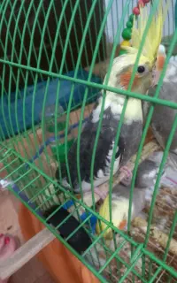 عروس هلندی ابلق نر دوماهه رام