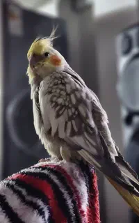 پرنده