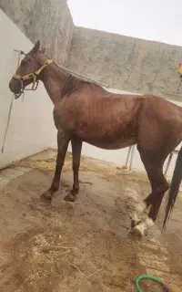اسب کلاسی