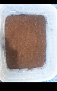 خاک حلزون