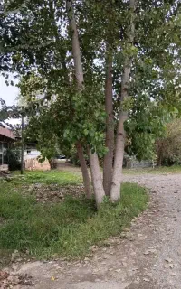 خریدار انواع چوب سنوبر  مجاز
