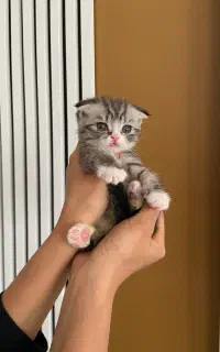 اسکاتیش فولد زیبای ماده‌