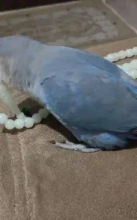 گمشده