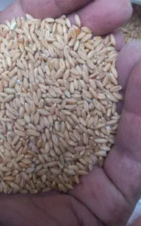 ۶تن گندم سرداری بوجاری شده درجه یک