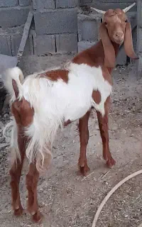 کره نر و ماده