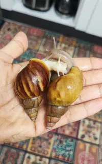 حلزون آچاتینا