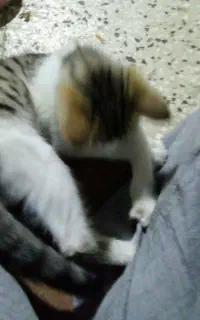 گمشده