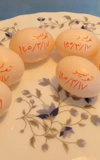 تخم کبوتر