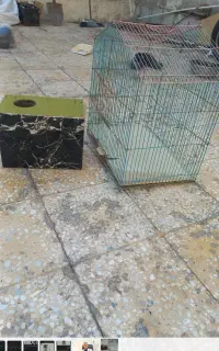 فروش قفس پرنده و لانه تخم پرنده