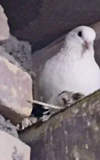 چند ماده کفتر کرمونی