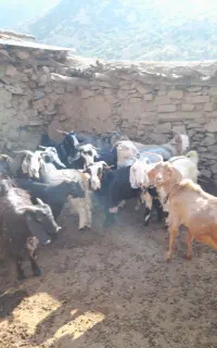 الیگودرز