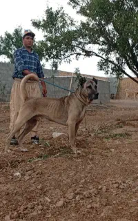 سگ سرابی اصیل