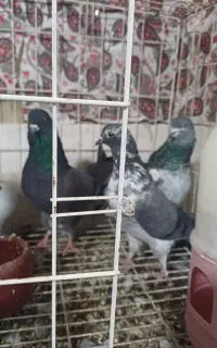 8عددکبوترطوقی