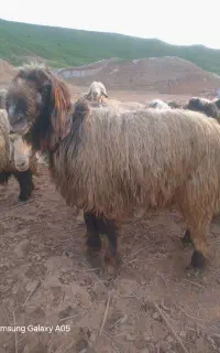 نرمیش اصل ی