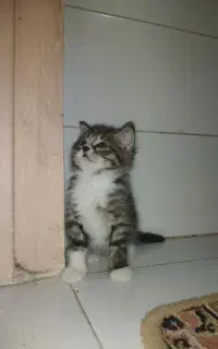 واگذاری گربه ناز