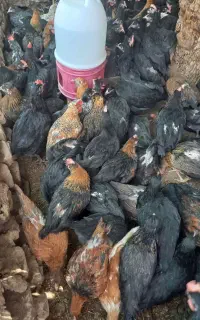 جوجه محلی