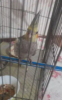 عروس هلندی گم شده