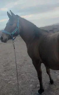 کره مادیان شجره دار