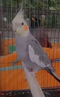 عروس هلندی نر گمشده به یابنده مژدگانی داده میشه
