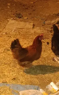 مرغ تخم گذار