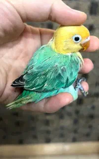 طوطی برزیلی فوول دستی