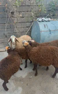 گوسفند