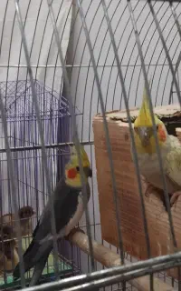 یک جفت عروس هلندی با جوجه