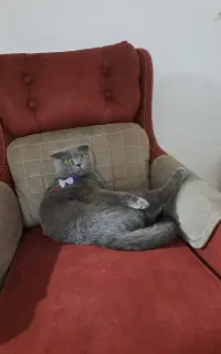 گربه اسکاتیش ۵ساله