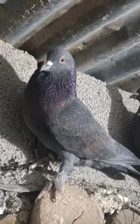 کبوتر معاوضه با کبوتر ماده