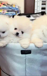 پامر جیبی اورجینال