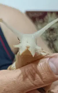 حلزون آلبینو