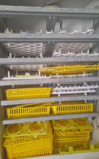 دستگاه جوجه کشی دماوند