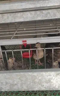جوجه ۲۰ روزه بلدرچین نر