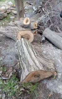 خریدوبرش انواع چوب