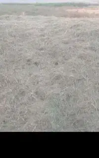 کاه یونجه