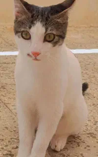 گربه 5ماهه
