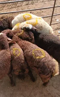 بره نر گوسفند نر گوشت خوشمزه