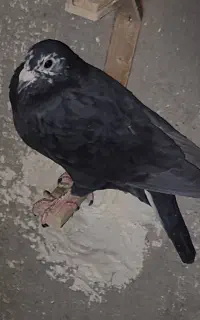 کبوتر،کفتر، زاغ گمشده
