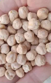 فروش حبوبات