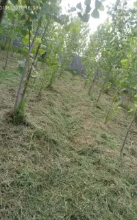 چمن زنی.چمنزنی.چمن زن