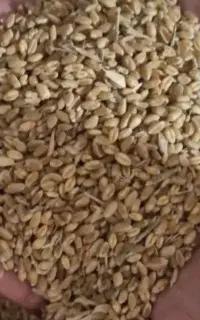 گندم ابی