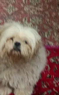 میکس پودل و شیتزو