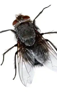 پودر جاذب مگس