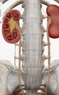 تدریس زیست شناسی