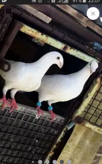 جفت هومر با ۲ عدد جوجه ۵ روزه