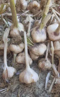 سیر سفید و بسیار تند