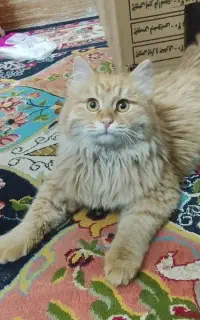 گربه پرشین واگذاری به فردمطمئن
